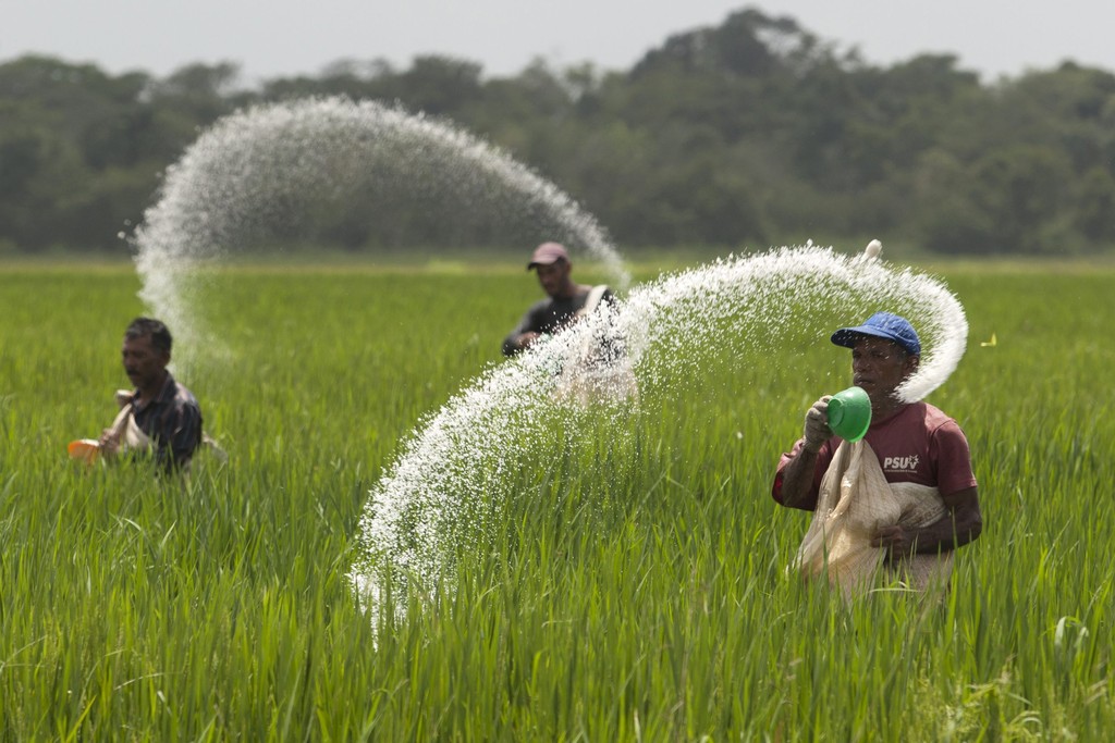 urea-fertilizer.jpg