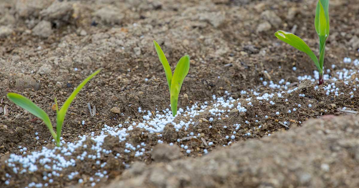 fertilizer 1.jpg