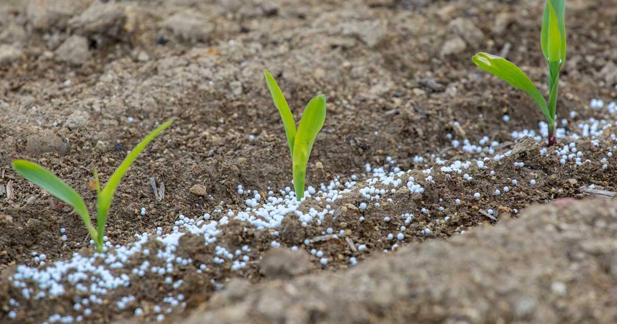 fertilizer 1.jpg